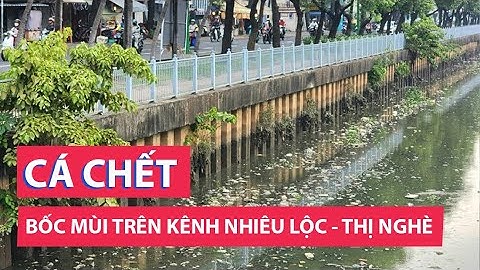 Sau mưa, rác và cá chết bốc mùi hôi trên kênh Nhiêu Lộc - Thị Nghè