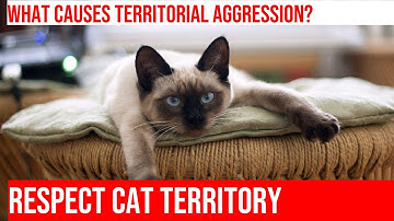 How to Handle Territorial Aggression in Cats