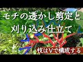 一度やると病みつきになる❗もちの木の剪定(透かし剪定&刈り込み仕立て)