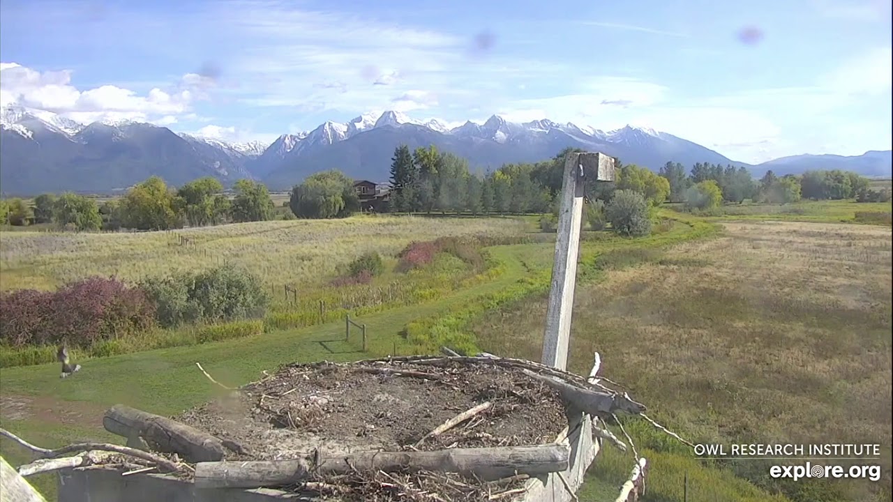 10/06/2019 at around 2:32 pm (MDT) Yellow-Rumped Warbler at Nest 