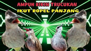 PANCINGAN DAN MASTERAN TRUCUKAN GACOR ROPEL PANJANG