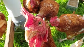 Pastured Broilers and Chickens