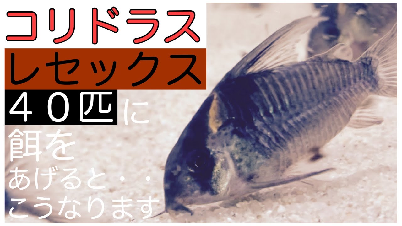 コリドラス】レセックス40匹に餌をあげると・・こうなります - YouTube