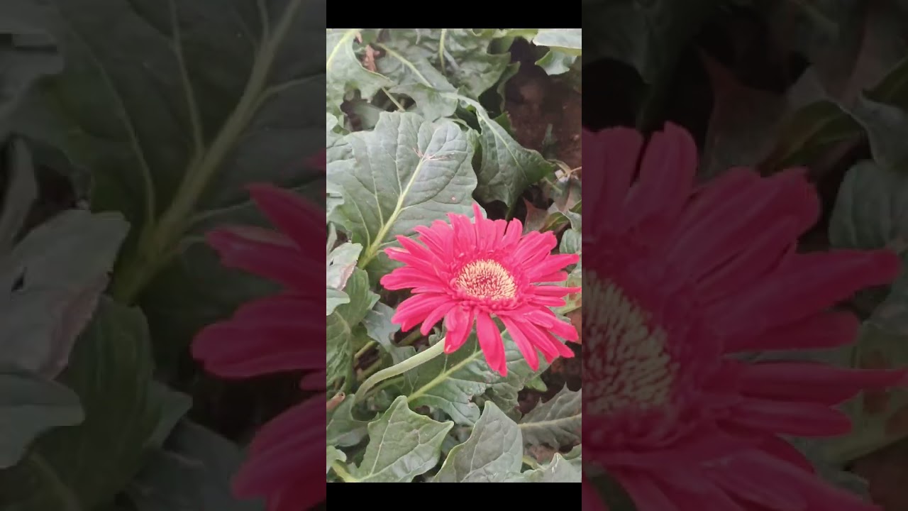 # How to doctor APPOINTMENT AIIMS ( CHANGSARI)