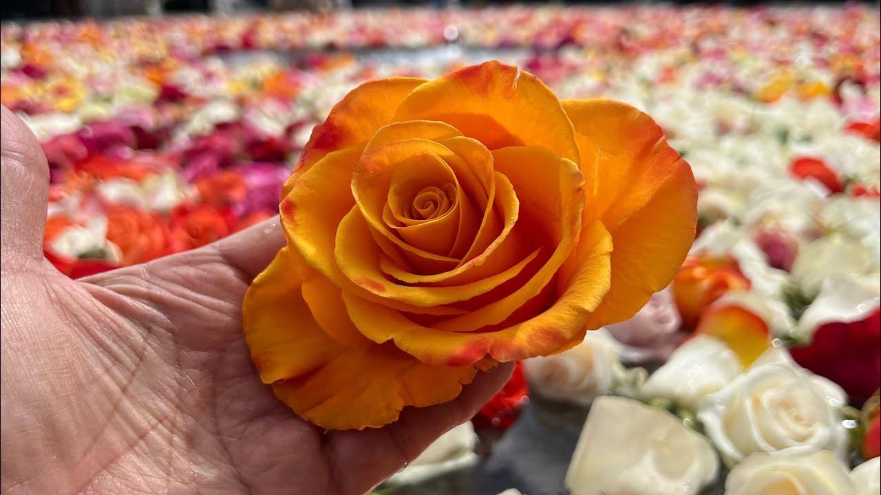 Why some Zürich Fountains filled with beautiful Roses? YouTube