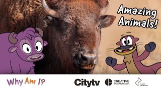 Amazing Animals for kids 🦬 Cute and Fun video about Bison | Why Am I