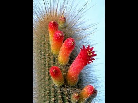 Video: Género Cleistocactus: cultivo de plantas de cactus Cleistocactus