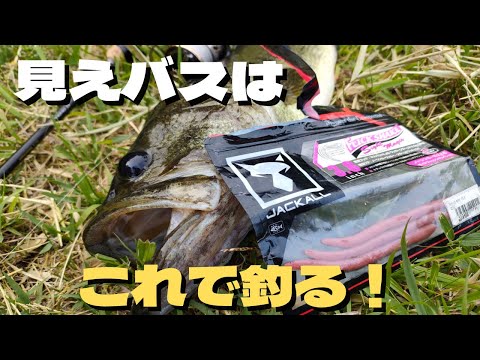 バス釣り】見えるけど釣れない、食わない。そんなバスはこうすれば簡単