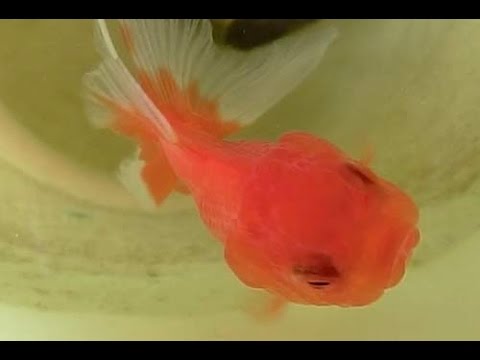 ケーススタディ 新しく買った金魚の導入 トリートメントレス方式 金魚部