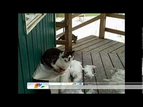fox joins eagle and cats on deck in alaska