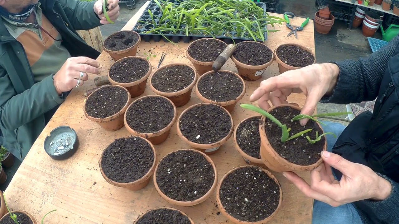 Atlas Çiçeği . Bahar Yaklaşıyor.