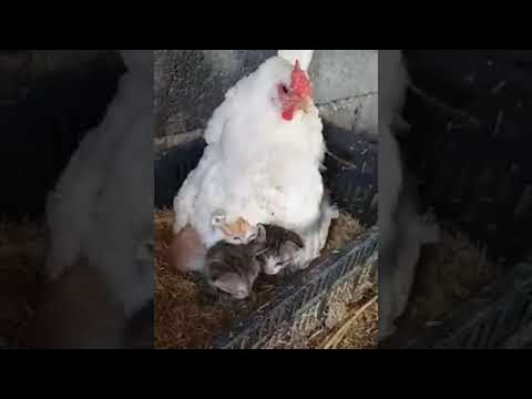 Mother Hen Shelters Three Kittens || ViralHog