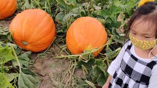 Pumpkin Patch in Kansas