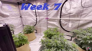 Organic Living Soil- Cherry Gar-See-Ya, Planet of the Grapes, W.Widow, Skywalker+Zweet Inzanity -P.3
