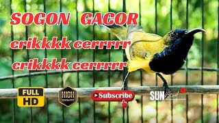 PANCINGAN SOGON GACOR MEMANGGIL LAWAN‼️Pancingan SOGON agar Emosi # PART 253