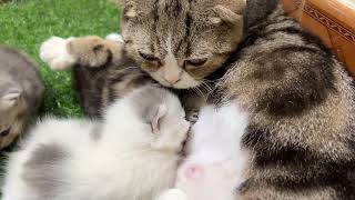 Meow Kittens: Kittens drink mother's milk.