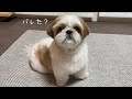 【シーズー】”名演技”でお風呂を回避しようとする愛犬w w w【犬Vlog】