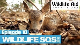 Wildlife SOS Online - Episode 10
