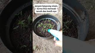 tips merawat benih cabe