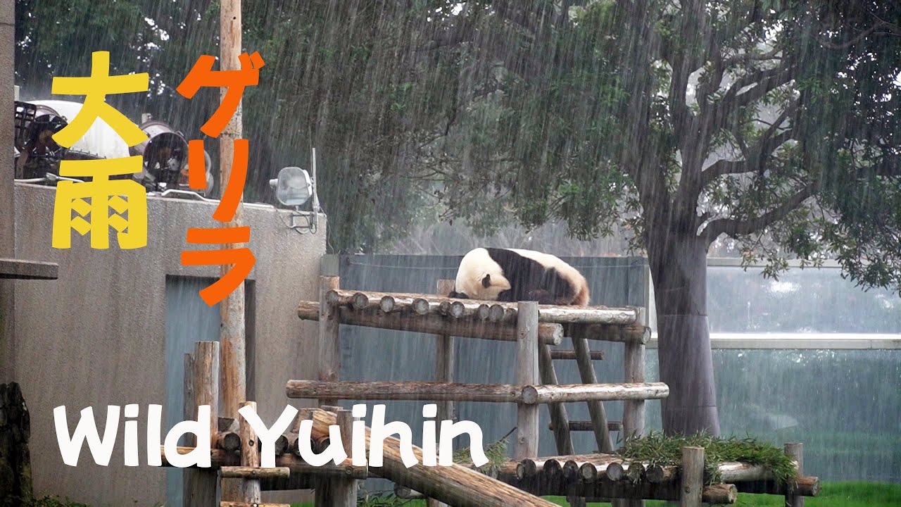 結浜をゲリラ大雨が襲う、アドベンチャーワールド🎀ワイルド結たん屋内移動