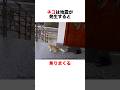 地震が起きた時の動物達の反応集