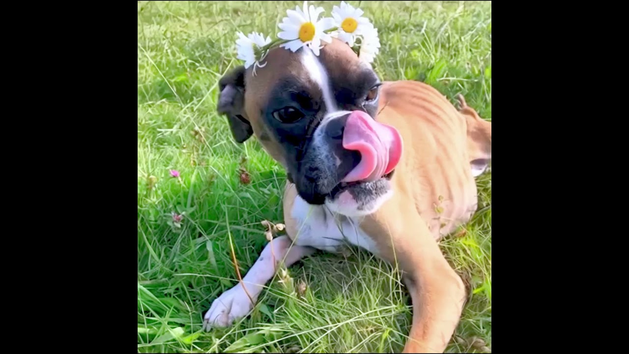 Duncan’s Incredible Two-Legged Journey: The Dog Who Refused to Give Up..😥💔