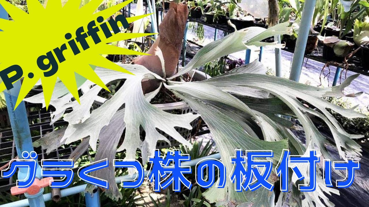 P.griffin グリフィン初入荷の新種です❗️グラくつ株の板付け、胞子葉
