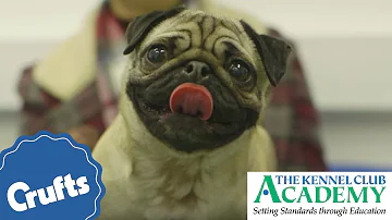 Is brachycephalic syndrome common?