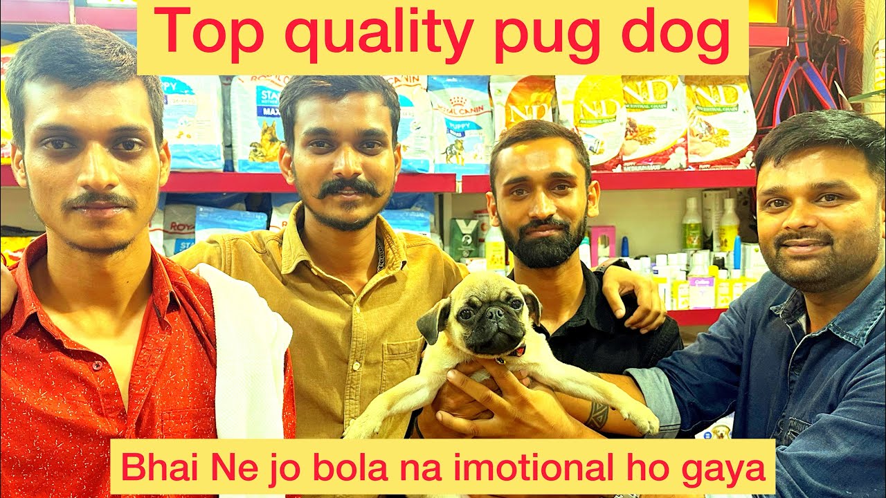 Get Your Dream Pug Dog at an Unbeatable Price at Global Pet Shop! Call 7007950024.8922002151