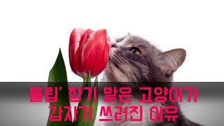 ‘튤립’ 향기를 맡은 고양이가 갑자기 쓰러진 이유