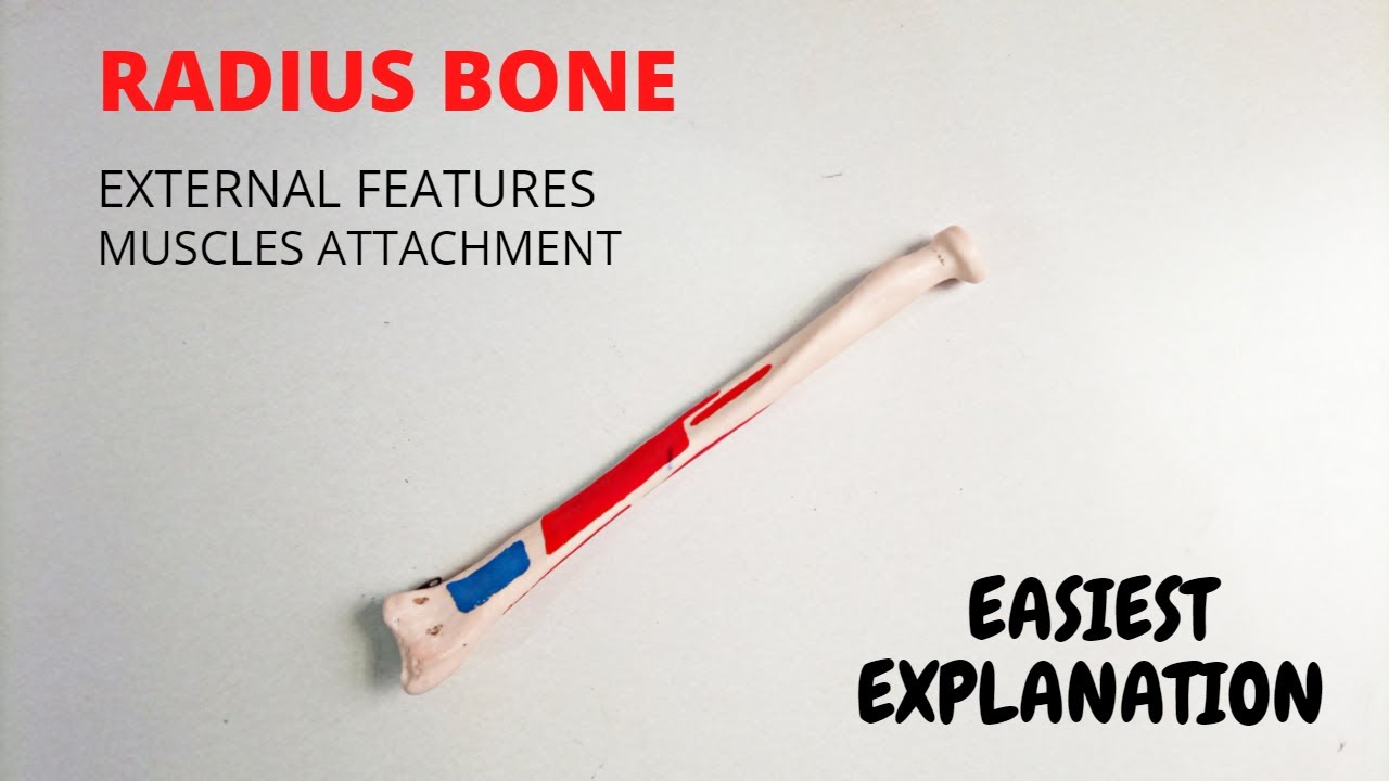 RADIUS BONE BONES OF UPPER LIMB (URDU \ HINDI ) YouTube