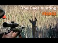 Roe Deer hunting (chasse) in France /2020