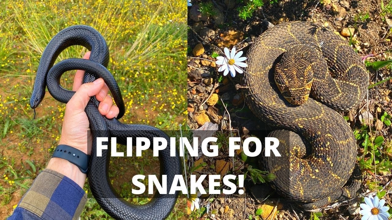 HUGE MOLE SNAKE, PUFF ADDER AND LOADS OF FLIPPING FOR SNAKES! YouTube