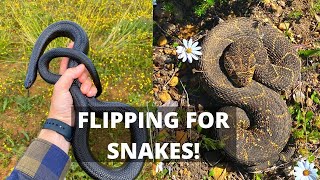 HUGE MOLE SNAKE, PUFF ADDER AND LOADS OF FLIPPING FOR SNAKES!