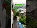 Parrot  talking parrot  parrot smart show  parrot sound shorts parrots voice viral