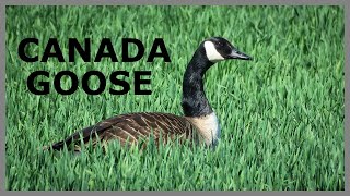 Canada goose sounds in large space somewhere in Canada. Wild goose call in flight.