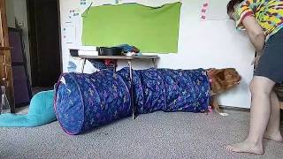 Beginning dog agility training: Week 2