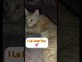 Muffin's love you 💞#shortsfeed#cat #viral#newtrend