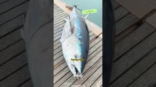 Ikan Tuna Termahal Di Dunia Terjual 43 Milyar Rupiah shorts