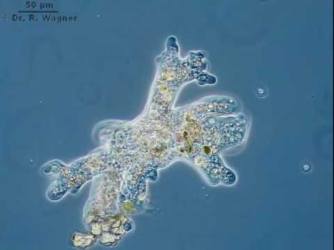 Vídeo: Para onde se movem as amebas?