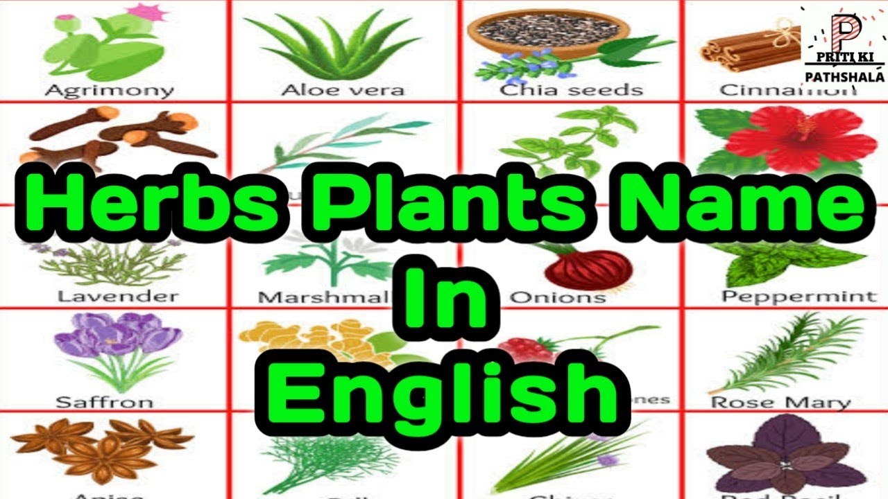 Herbs Herbs Plants Name What Is Herbs Herbs Plants Ke Naam herbs-herbs-plants-name-what-is-herbs-herbs-plants-ke-naam