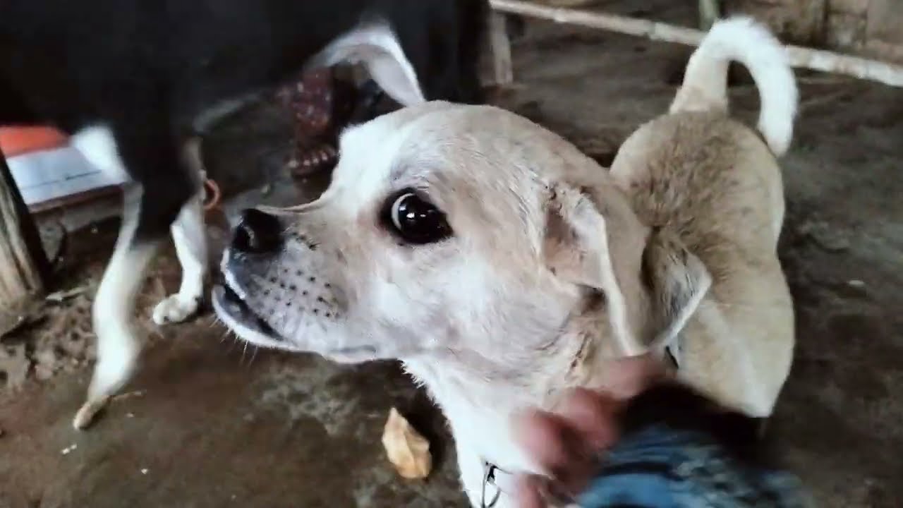 My Lovely Pets || Smart Dogs In My House