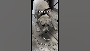 Thumbnail of Link in Bio❤️❤️ #dogs #pets #viral #sad #animals #english #dogloss #petloss