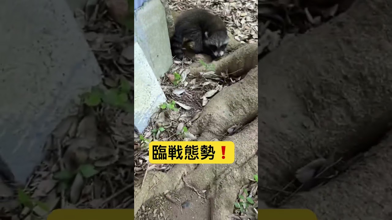 激おこアライグマ。#アライグマ #害獣駆除 #ヨシダ消毒