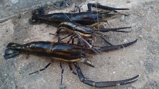 34 - Pescaria de PITU com ARMADILHA ARTESANAL (Fish trap)