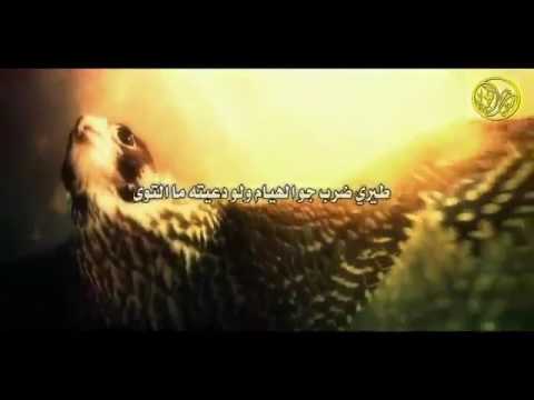 شيلة ستل جناحه