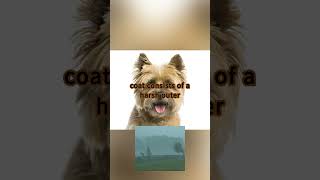 Fascinating Facts about Cairn Terrier