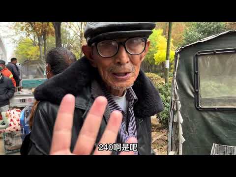 纯种灵缇宠物狗细狗格力意大利小灵缇多少钱一只