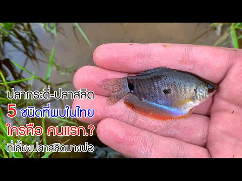 5 ปลากระดี่-ปลาสลิด ที่พบในไทย และใครคือ 'คนแรก'ที่เลี้ยงปลาสลิดบางบ่อ