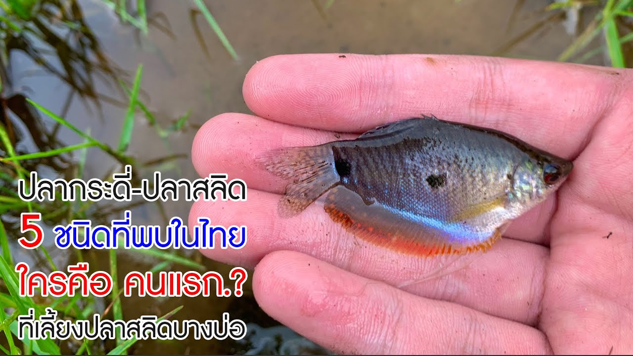 5 ปลากระดี่-ปลาสลิด ที่พบในไทย และใครคือ 'คนแรก'ที่เลี้ยงปลาสลิดบางบ่อ